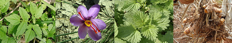 Kräuterklang - Rosanna Dietz Ems - Winterthur